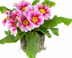 Primula lat. Primula vulgaris Mix 10,5cm
