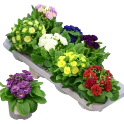 Primula lat. Primula vulgaris Belarina Serien