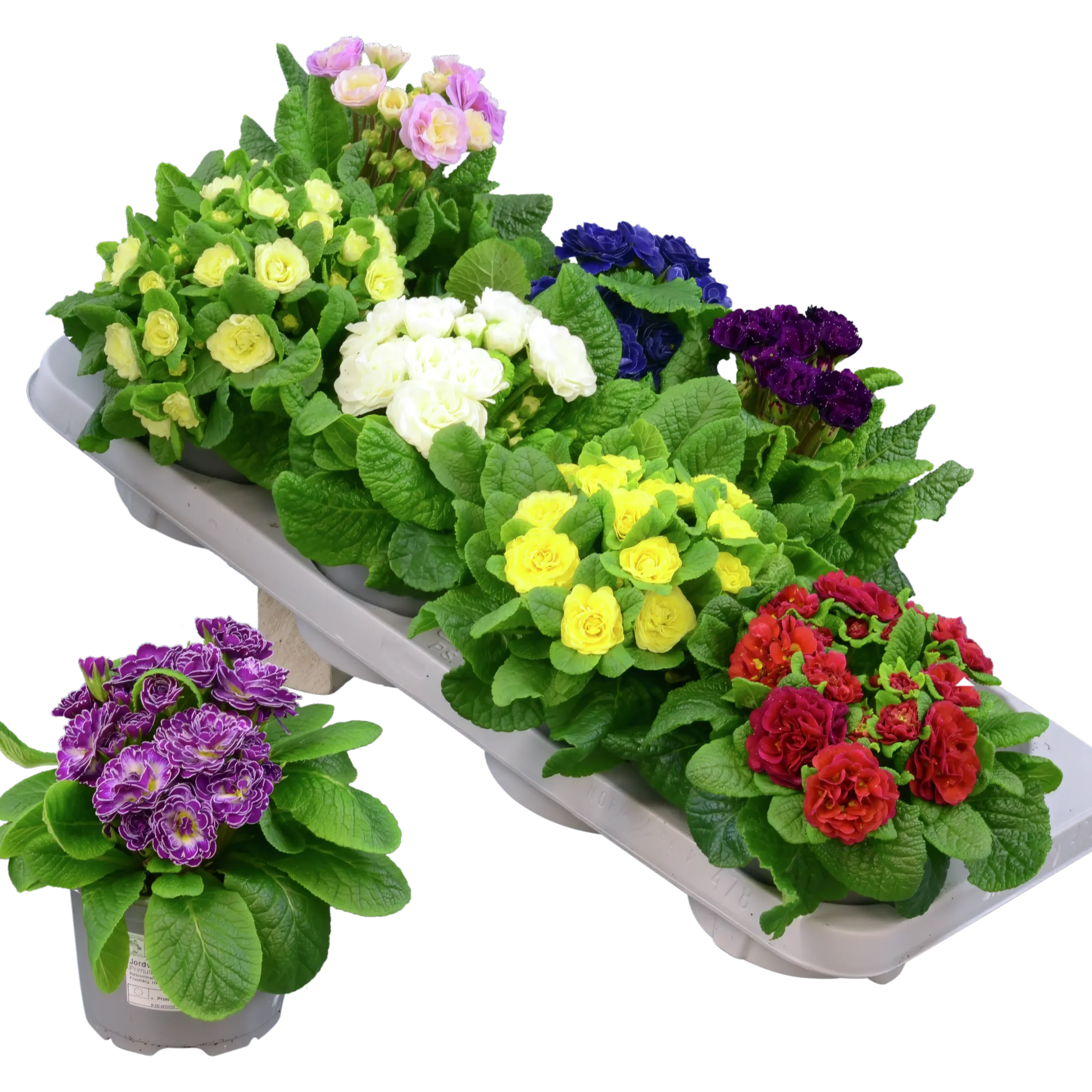Primula lat. Primula vulgaris Belarina Serien