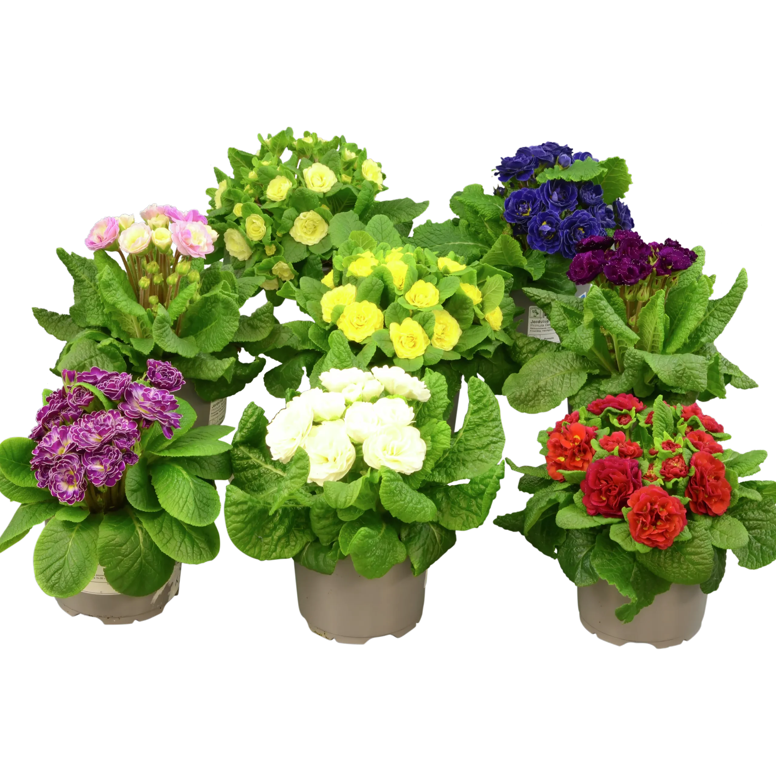 Primula lat. Primula vulgaris Belarina Serien
