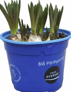 Pärlhyacint Blå
