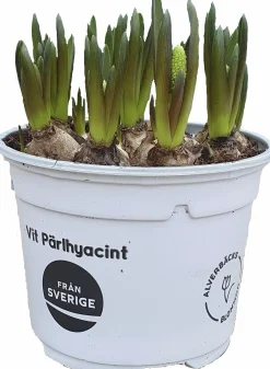 Pärlhyacint Vit