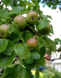 Päron 'Augustipäron' Krukodlad