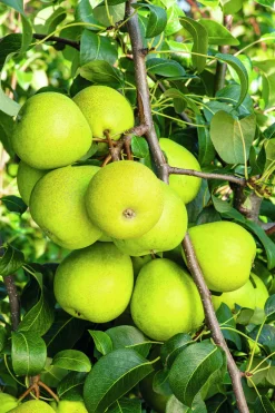 Päron 'Clara Frijs'