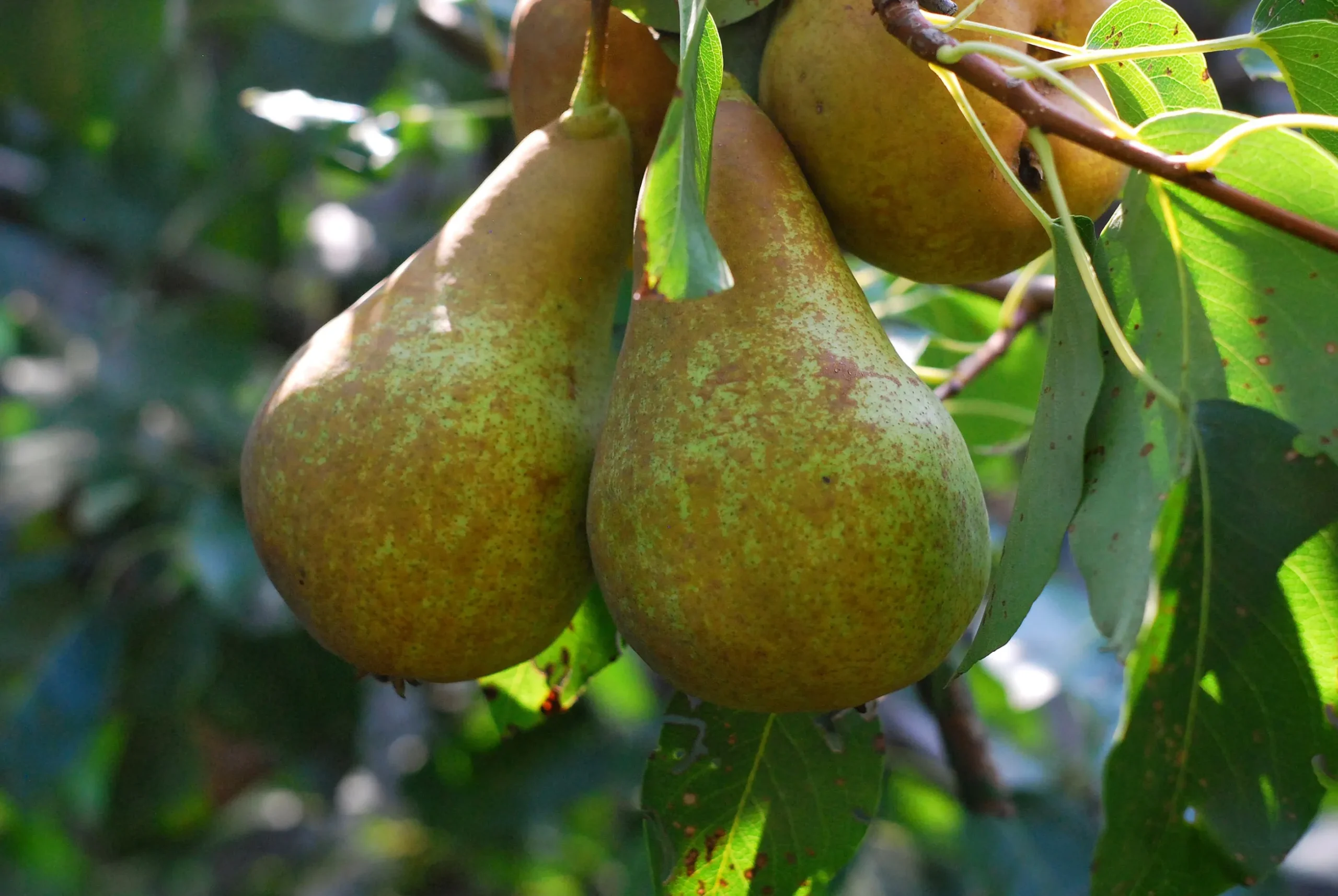 Päron 'Ingeborg'