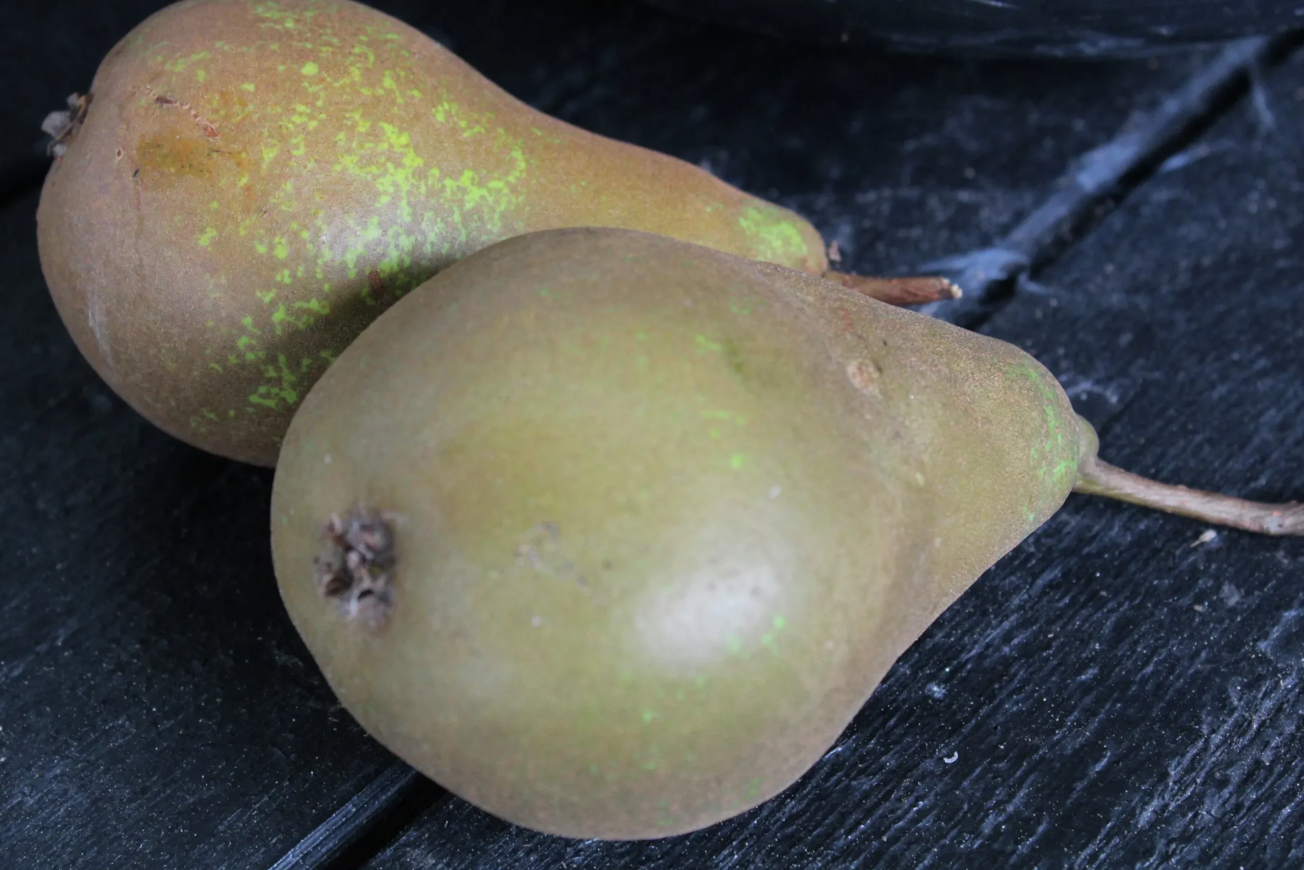 Päron 'Ingeborg'