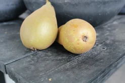 Päron 'Ingeborg'