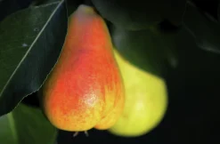 Päron 'Pepi' Krukodlad