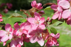 Prydnadsapel 'Pink Spires' Krukodlad