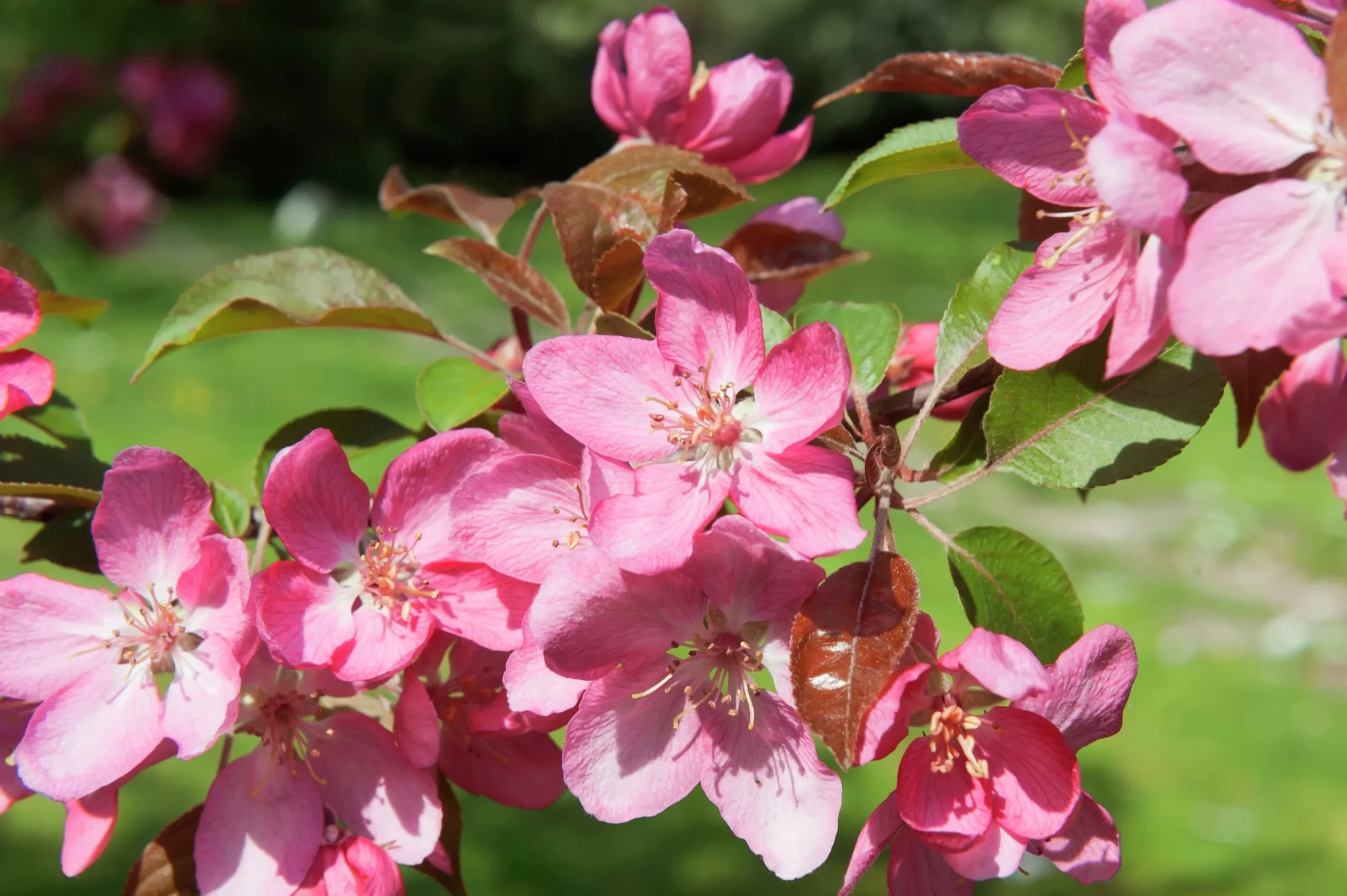 Prydnadsapel 'Pink Spires' Krukodlad