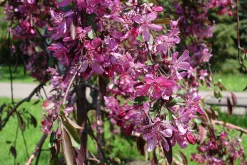 Prydnadsapel 'Royal Beauty'