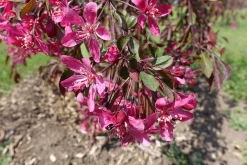 Prydnadsapel 'Royal Beauty'