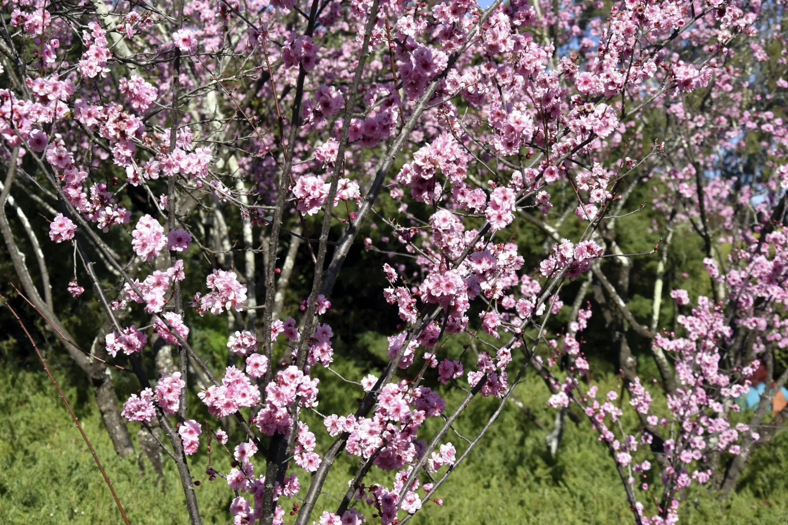 Prydnadskörsbär