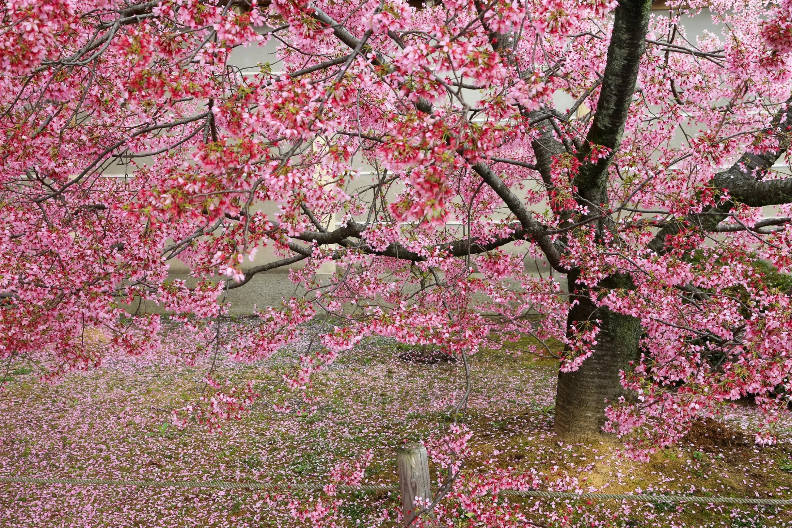Prydnadskörsbär 'Okame'