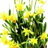 Påsklilja lat. Narcissus x cyclazetta 'Tête à tête' Mini