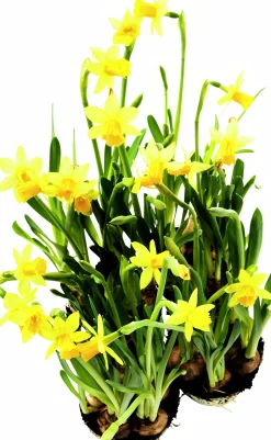 Påsklilja lat. Narcissus x cyclazetta 'Tête à tête' Mini