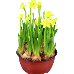 Påsklilja lat. Narcissus x cyclazetta 'Tête à tête' Mini