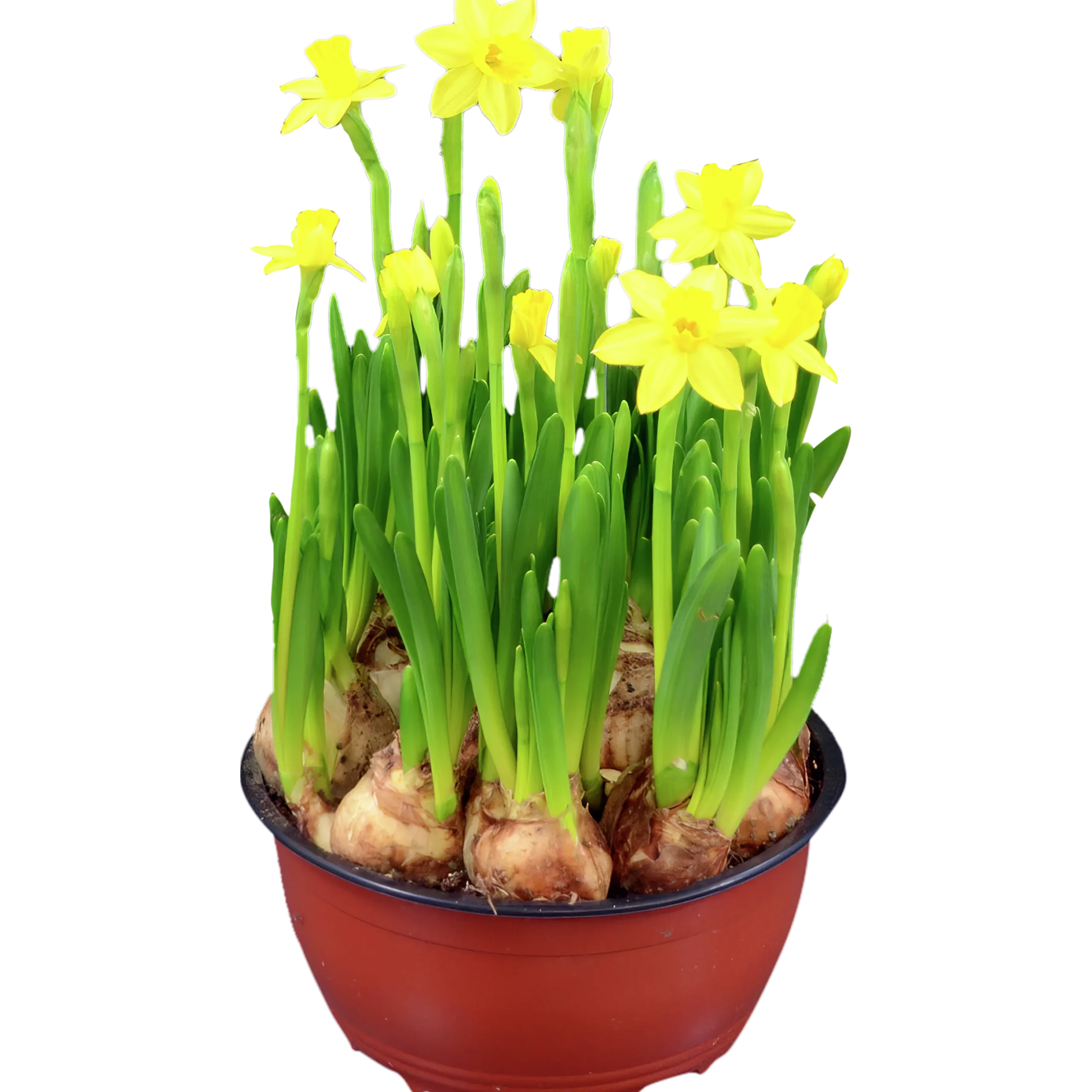 Påsklilja lat. Narcissus x cyclazetta 'Tête à tête' Mini