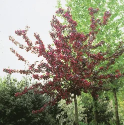 Purpurapel 'Royalty'