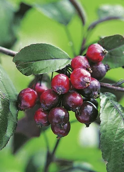 Purpurapel 'Royalty'