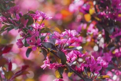 Purpurapel 'Royalty'