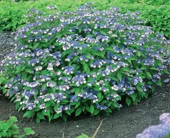 Purpurhortensia 'Bluebird' Krukodlad