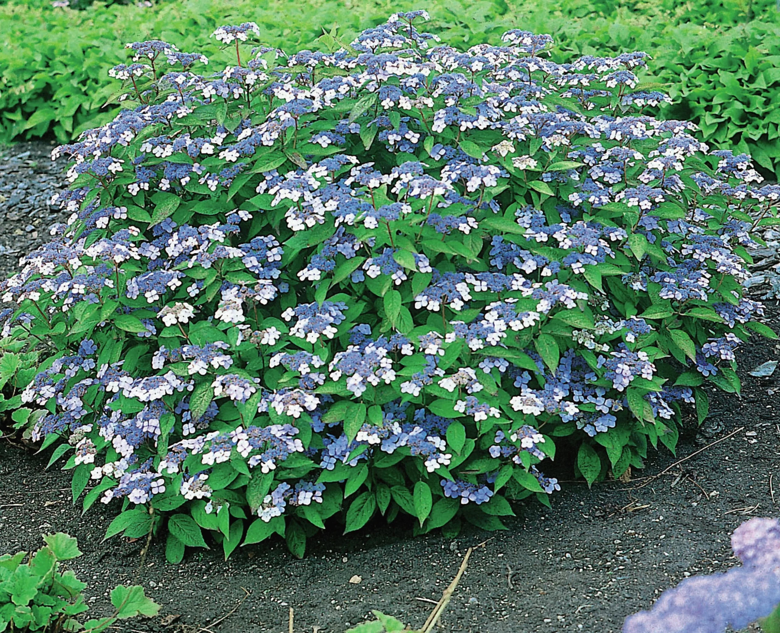 Purpurhortensia 'Bluebird' Krukodlad
