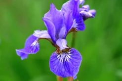Rabattiris 'Blue King'