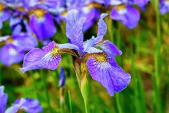 Rabattiris 'Blue King'