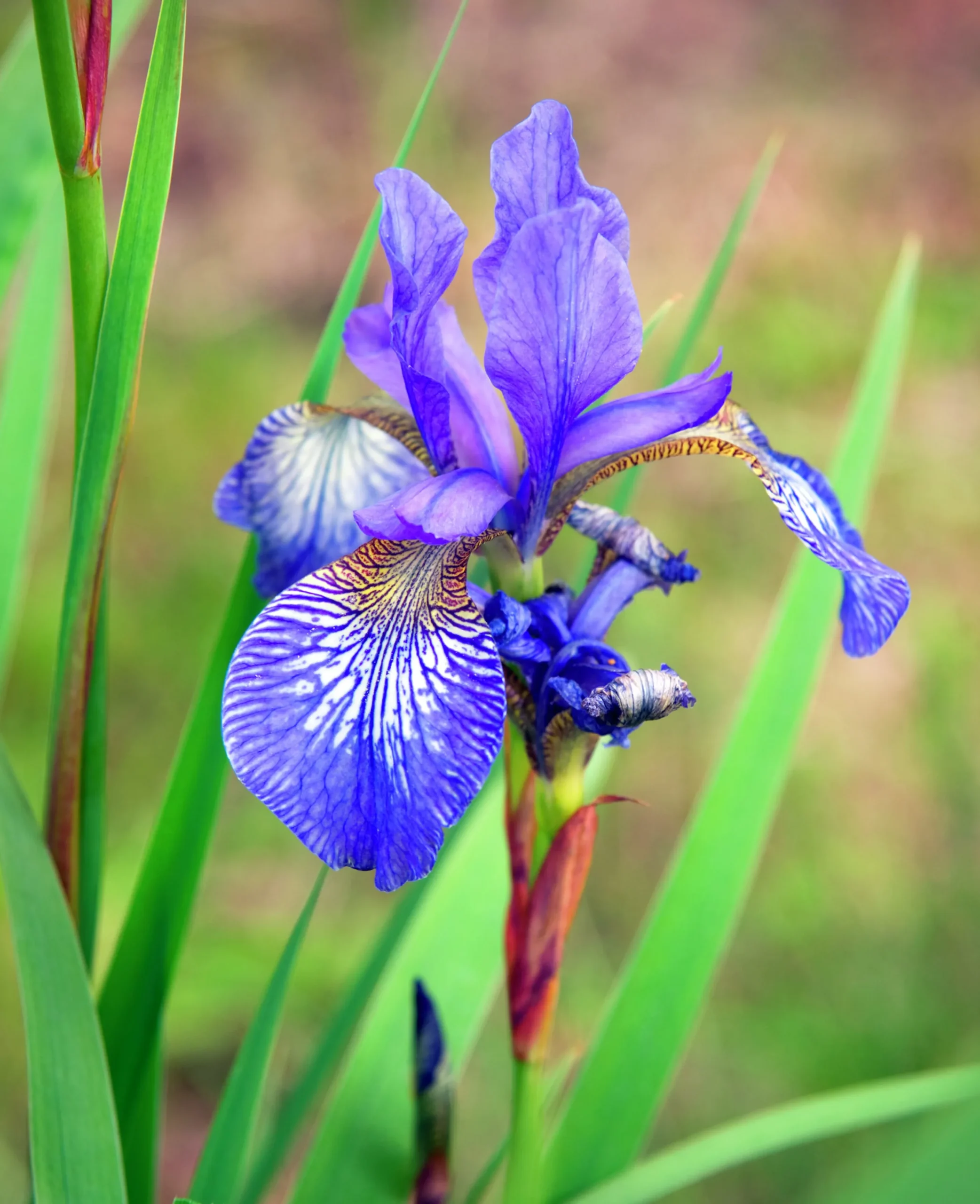 Rabattiris 'Blue King'