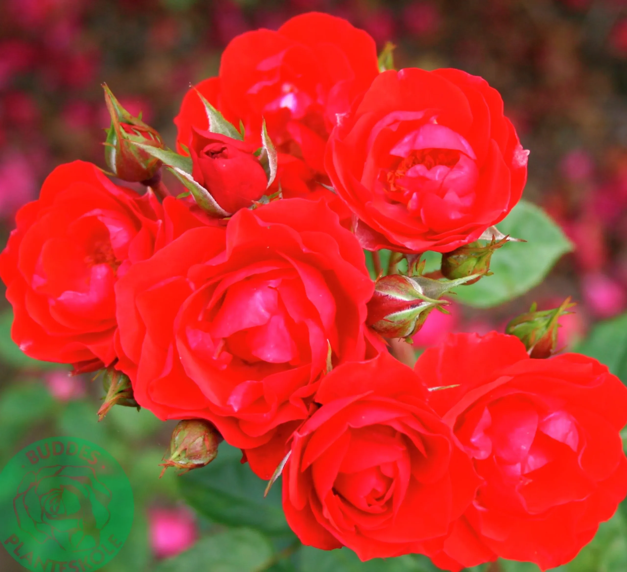 Rabattros 'Allotria' 'Tanai' Barrotad