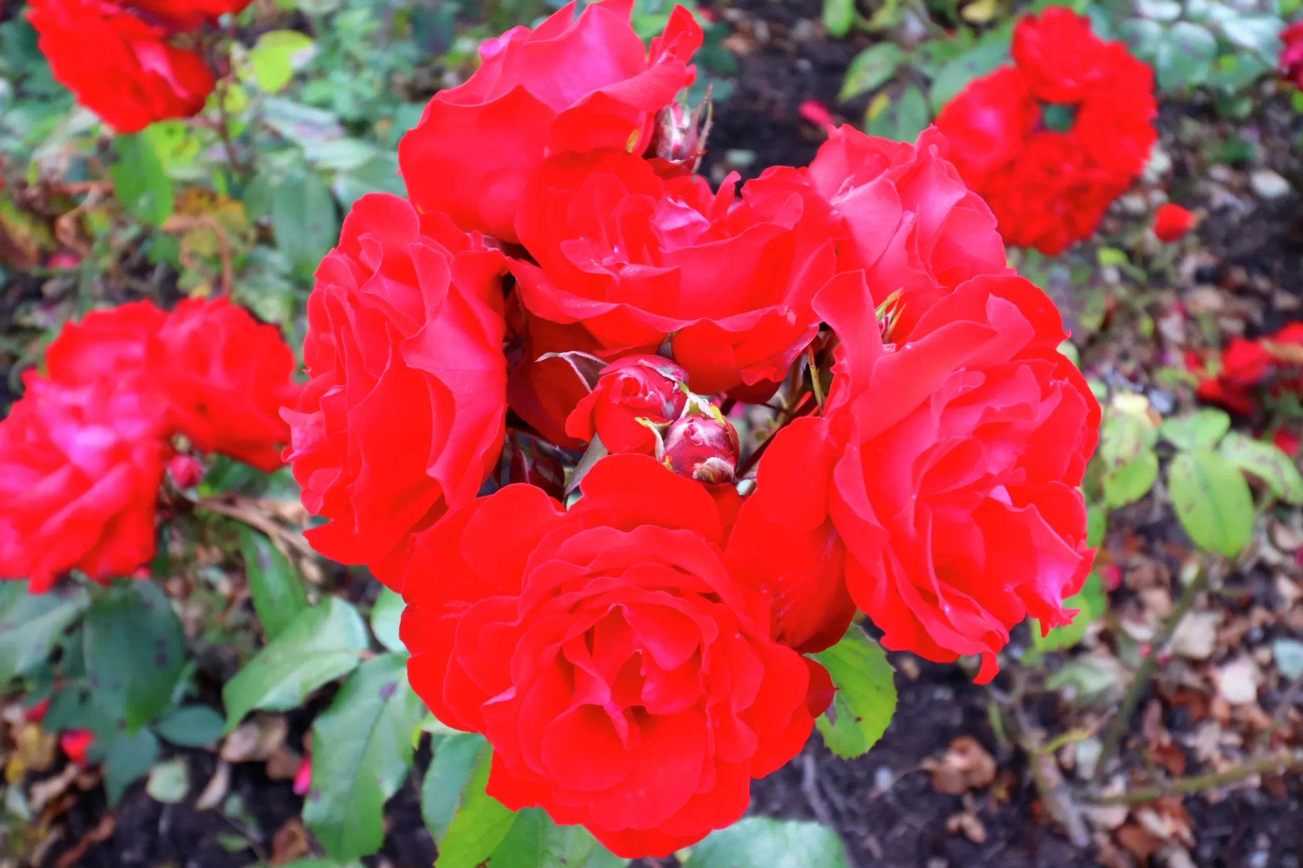 Rabattros 'Allotria' 'Tanai' Barrotad