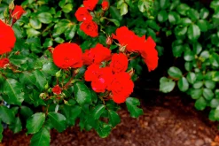 Rabattros 'Allotria' 'Tanai' Barrotad