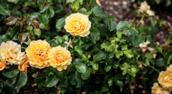 Rabattros 'Amber Queen' 'Haroony' Barrotad