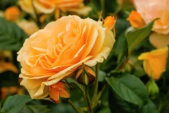 Rabattros 'Amber Queen' 'Haroony' Barrotad