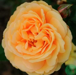 Rabattros 'Amber Queen' 'Haroony' Barrotad