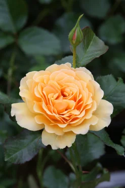 Rabattros 'Amber Queen' 'Haroony' Barrotad