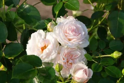 Rabattros 'Aspirin Rose' 'Taniripsa' Barrotad