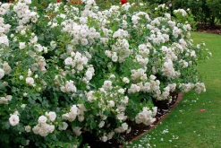 Rabattros 'Aspirin Rose' 'Taniripsa' Barrotad
