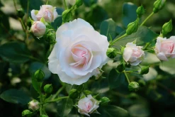 Rabattros 'Aspirin Rose' 'Taniripsa' Barrotad