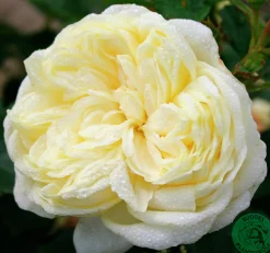 Rabattros 'Kronprinsesse Mary' 'Poulca018' Barrotad