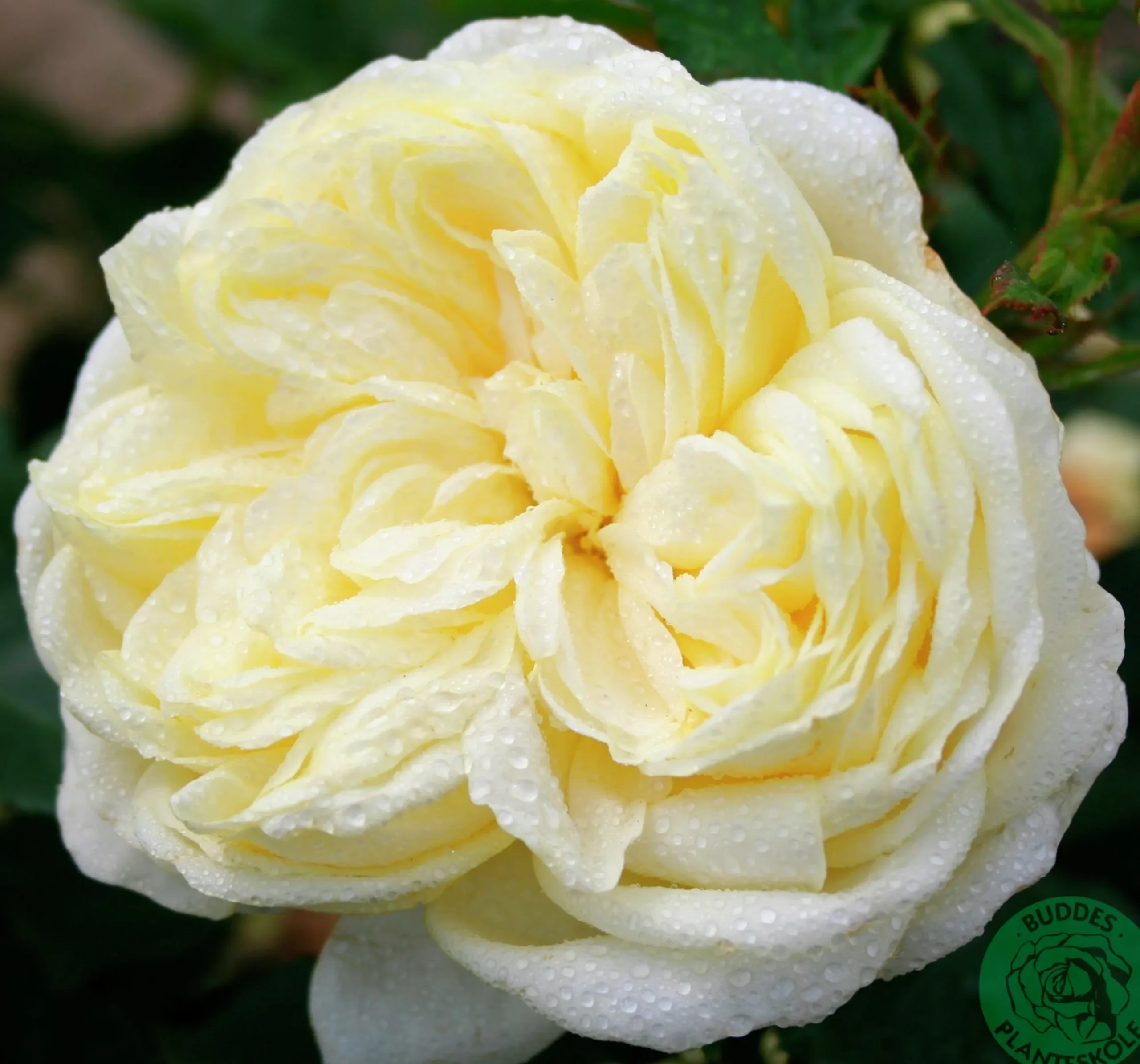 Rabattros 'Kronprinsesse Mary' 'Poulca018' Barrotad