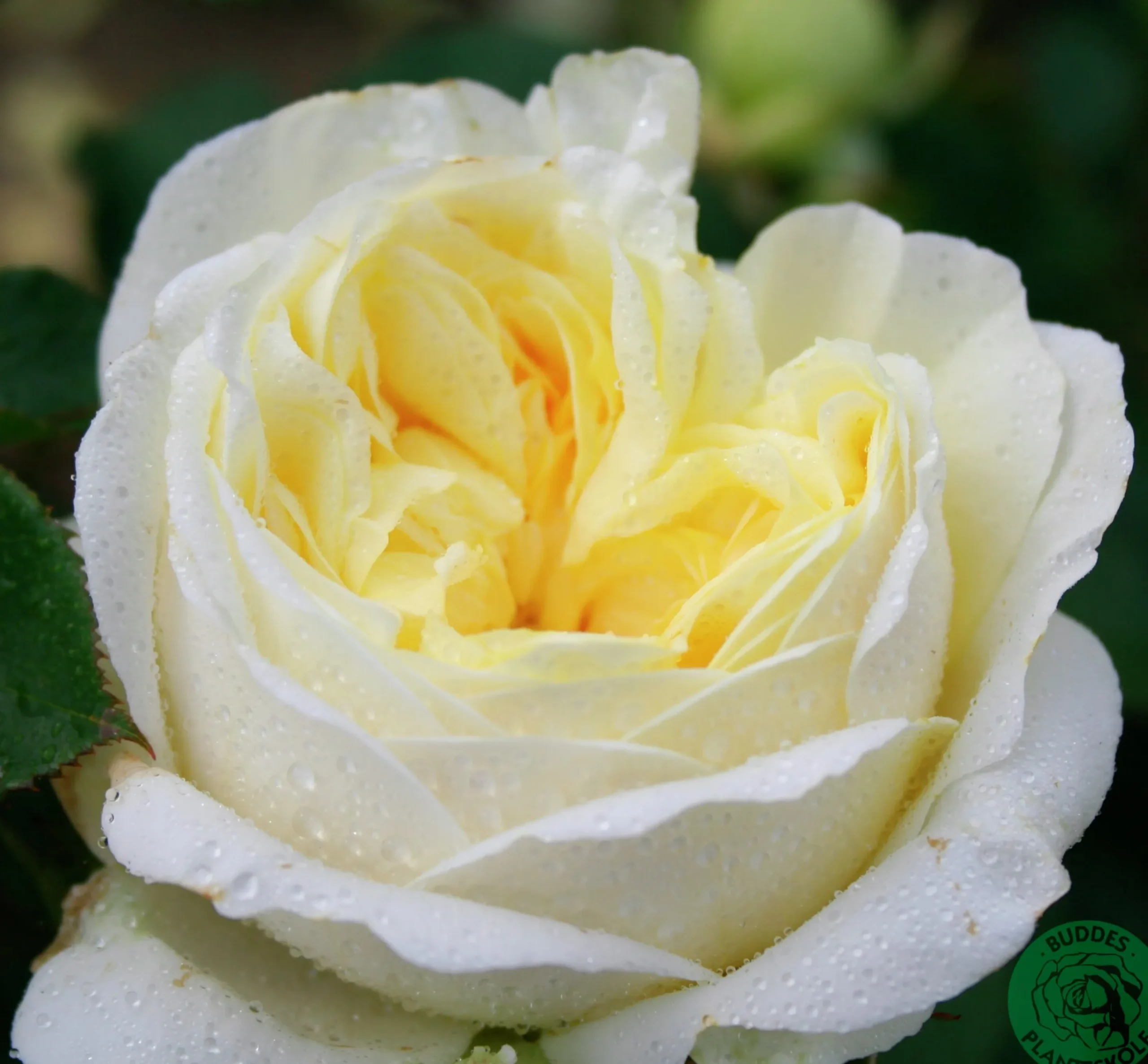 Rabattros 'Kronprinsesse Mary' 'Poulca018' Barrotad