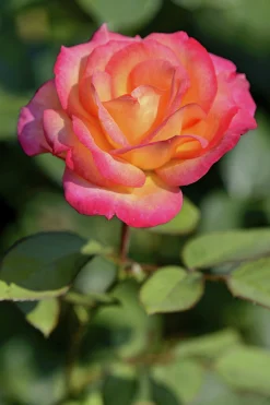 Rabattros 'Midsummer' 'Tan02280' Barrotad