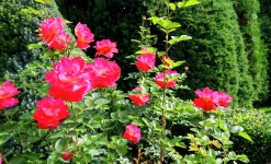 Rabattros 'Midsummer' 'Tan02280' Barrotad