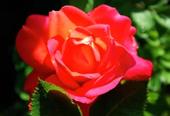 Rabattros 'Midsummer' 'Tan02280' Barrotad