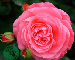 Rabattros 'Schackenborg' 'Pouldron' Barrotad