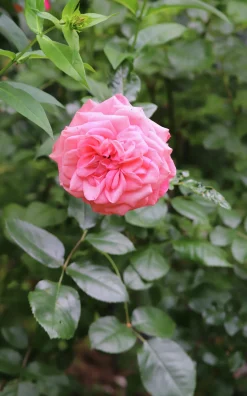 Rabattros 'Schackenborg' 'Pouldron' Barrotad
