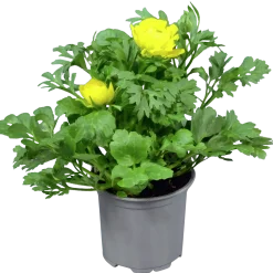 Ranunkler lat. Ranunculus asiaticus Gul