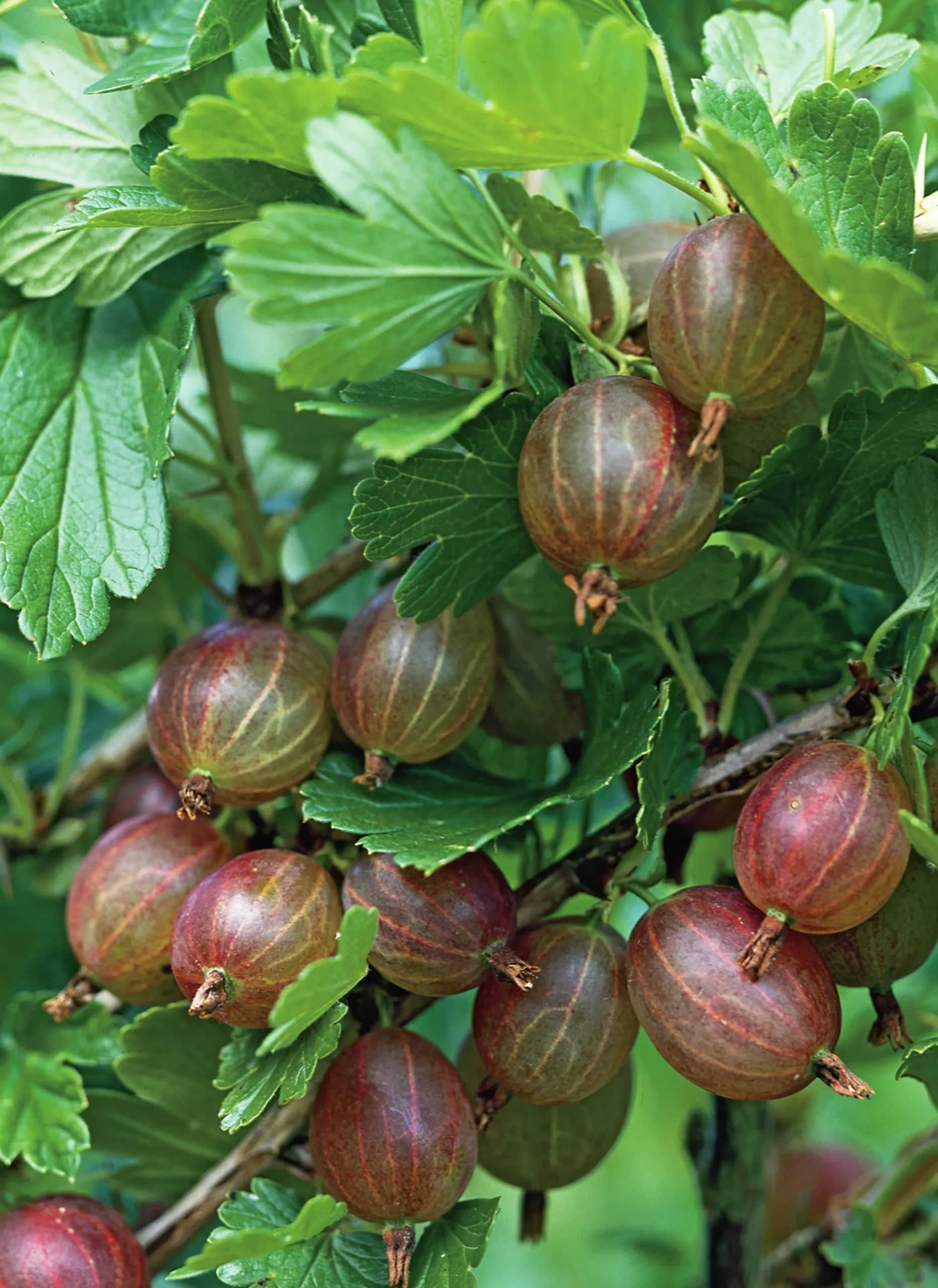 Röda Krusbär 'Hinnomäki'